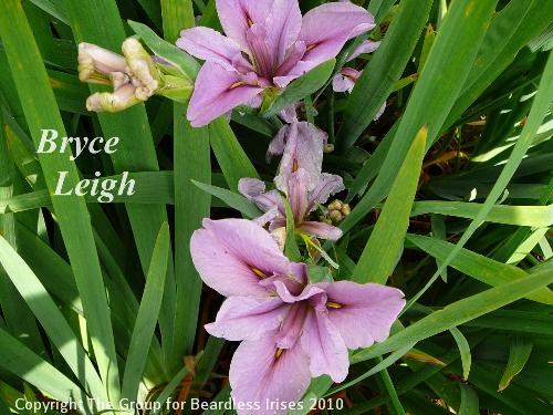 Bryce Leigh (0)
